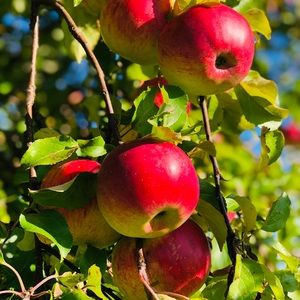 Meet your Posher, Connor